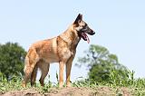 MALINOIS 592